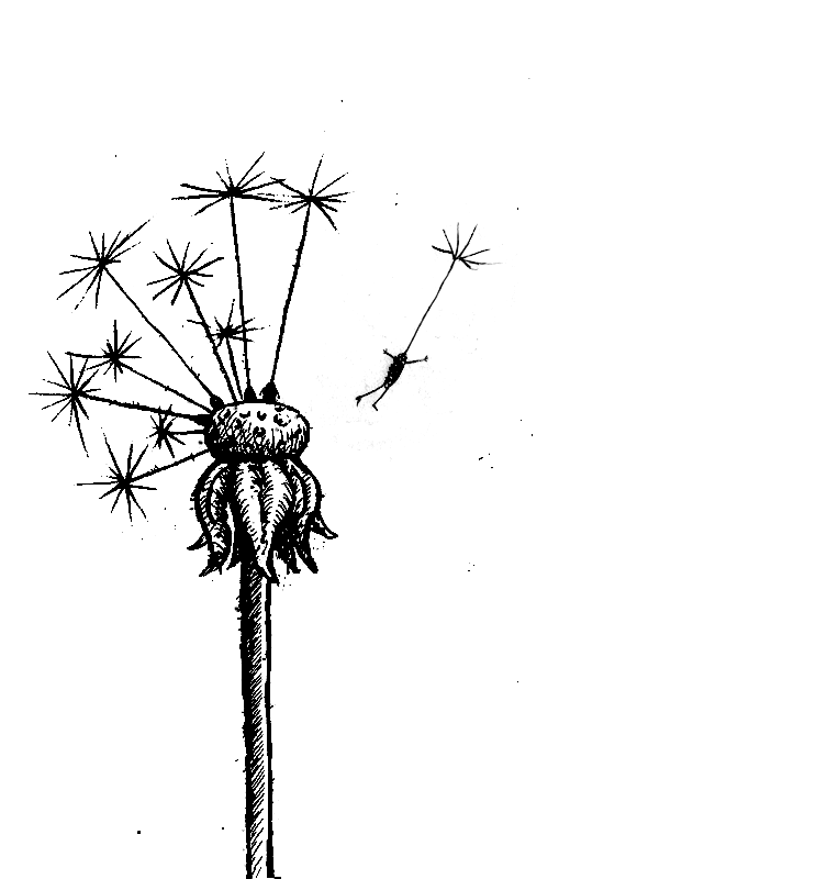 Dandelion seed with human body - surreal sketch